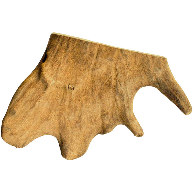 Fallow Antler large