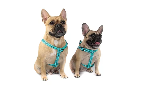 Teal Strap Harness