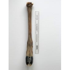 giant deer leg