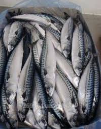 frozen mackerel